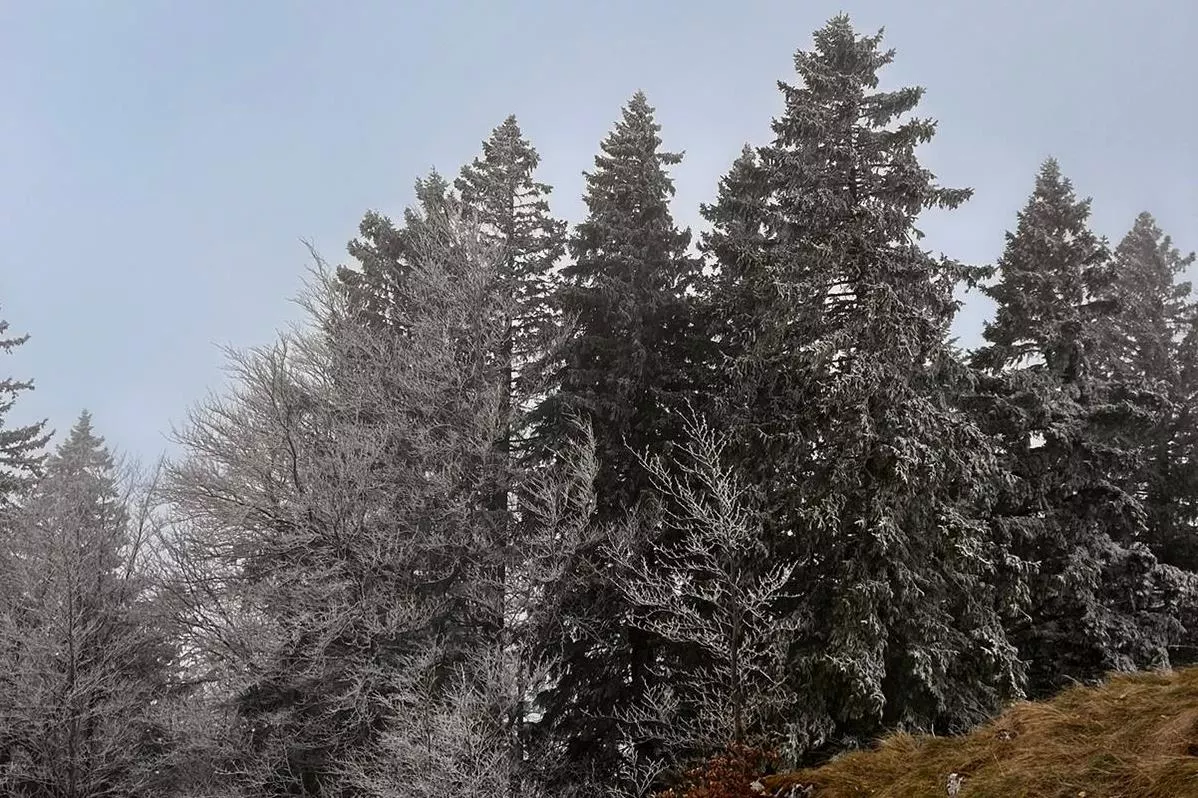 Jour de ‟Burle” au Grand Crêt d’Eau …