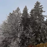 Jour de ‟Burle” au Grand Crêt d’Eau …