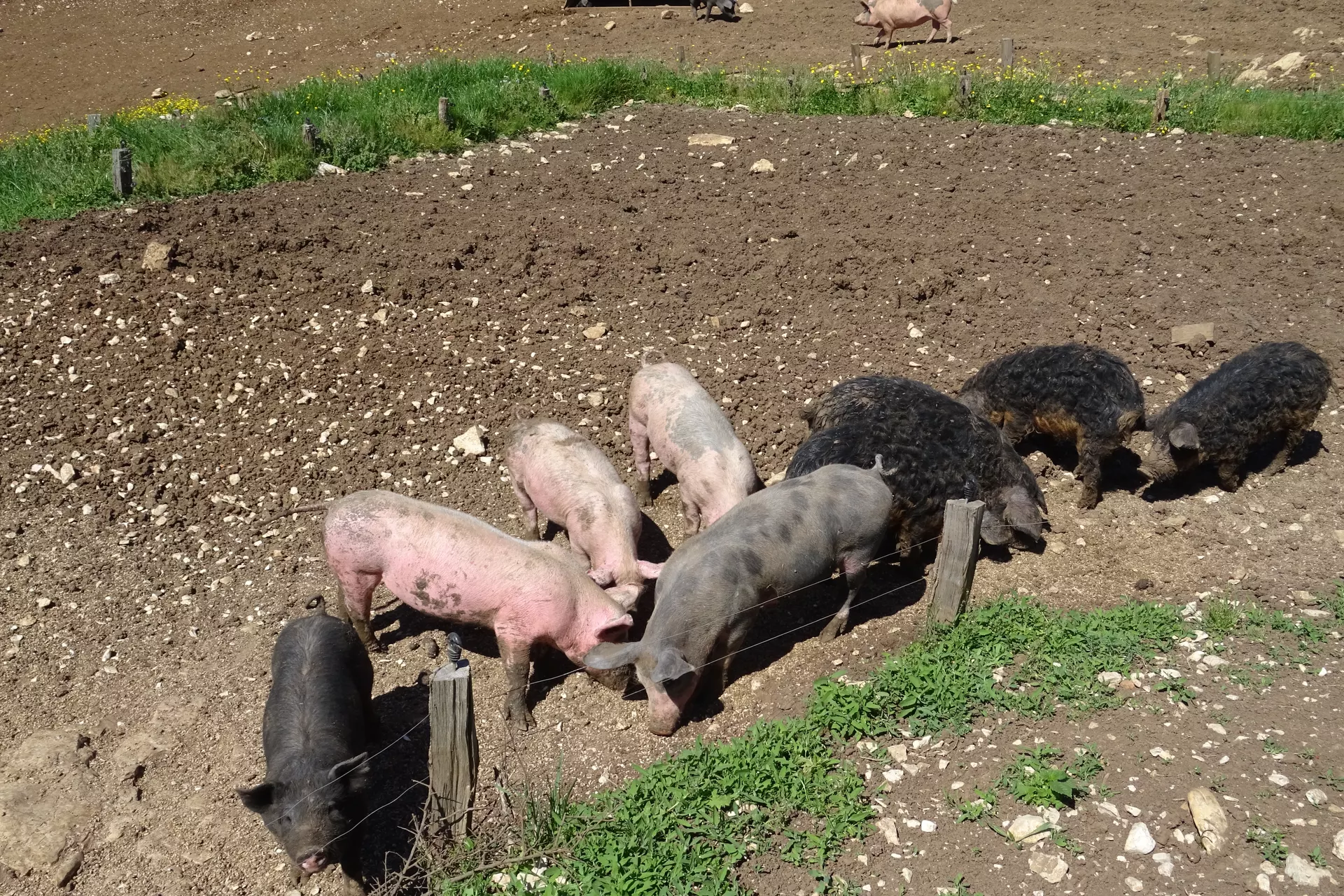 Rando et visite de la ferme bio de Poncieux (26/04/2026)