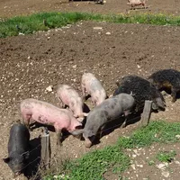 Rando et visite de la ferme bio de Poncieux (26/04/2026)