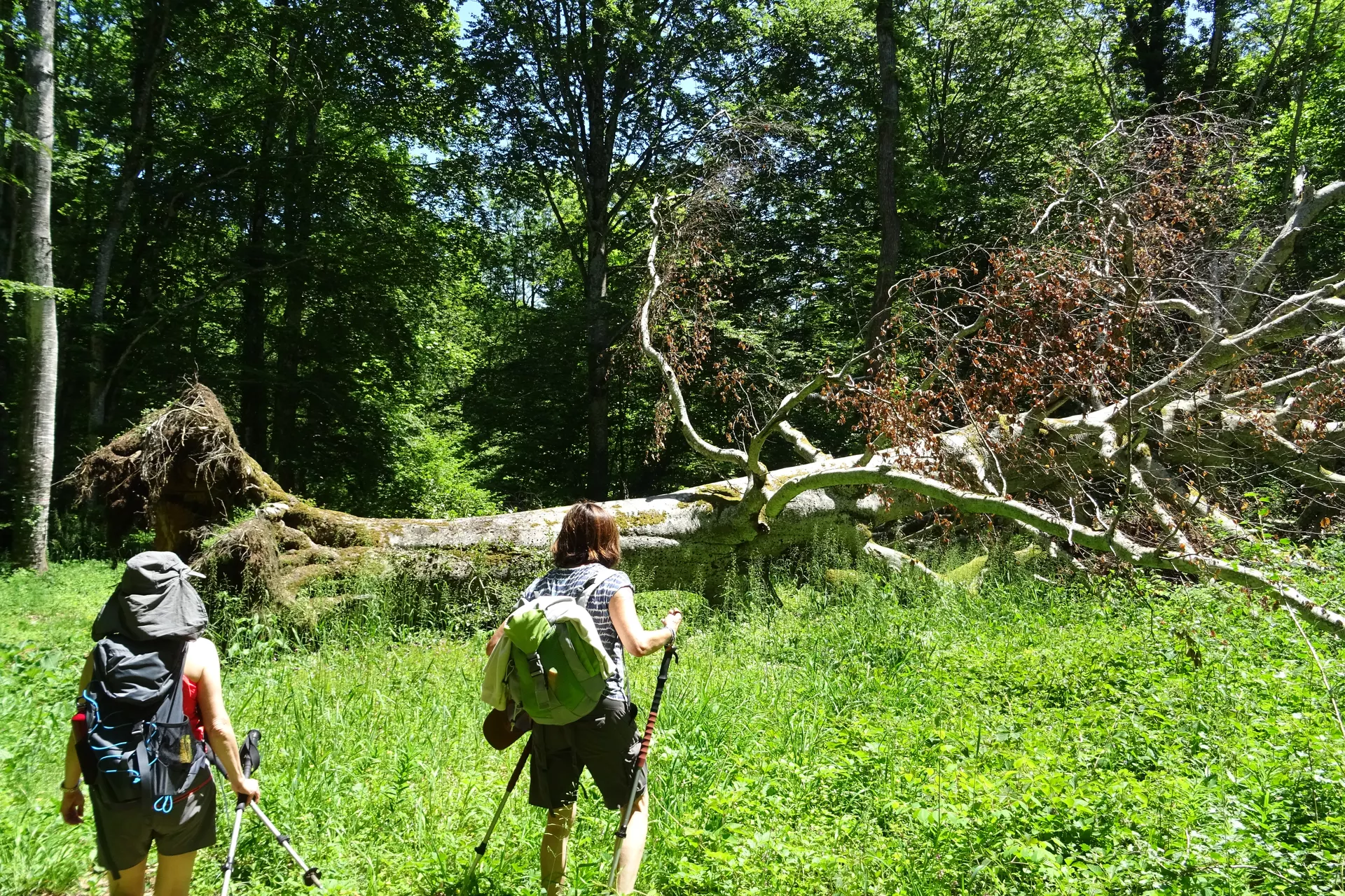 6a14ac4df2667_DSC02123.webp