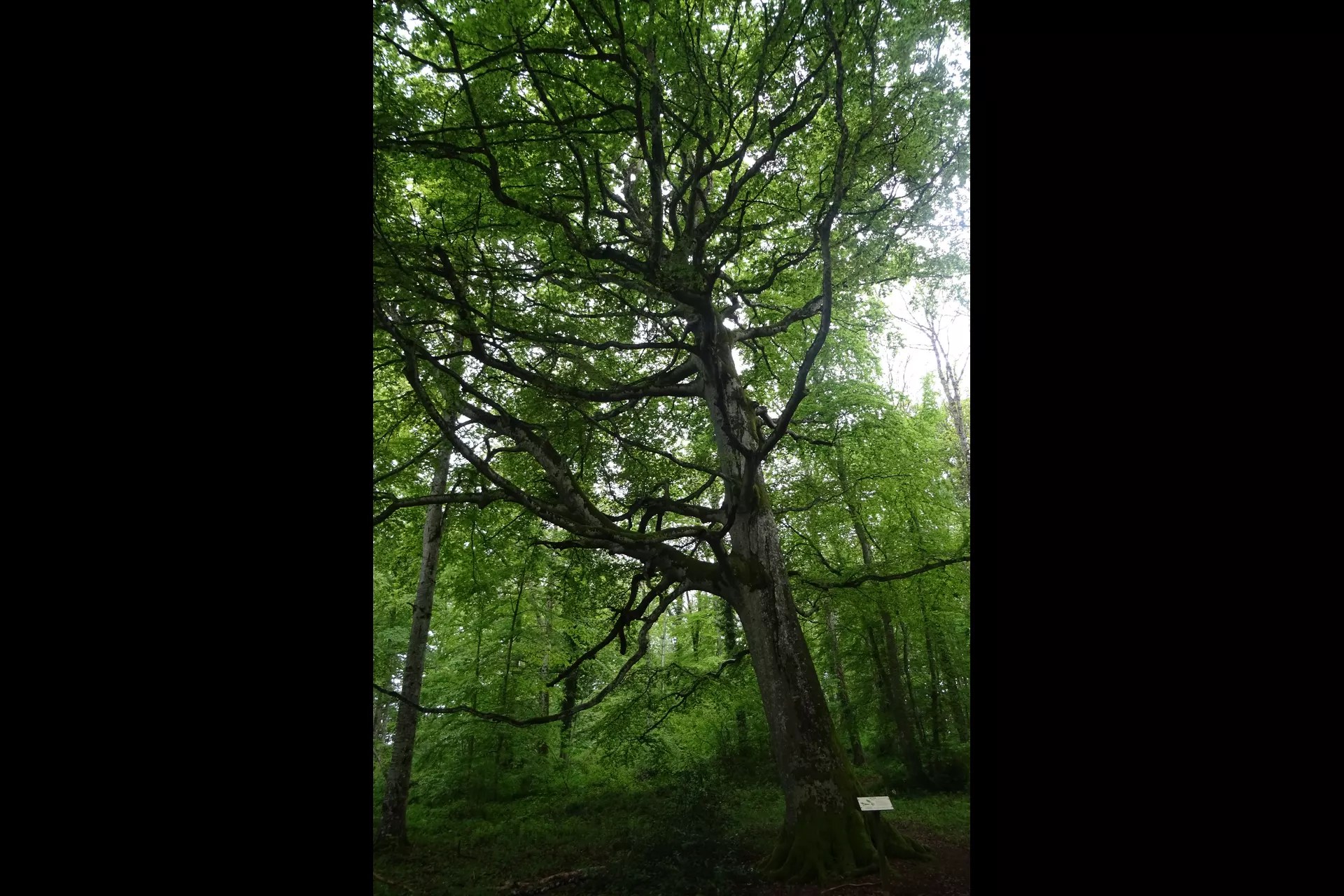 6a14ac6f4f860_DSC06261.webp