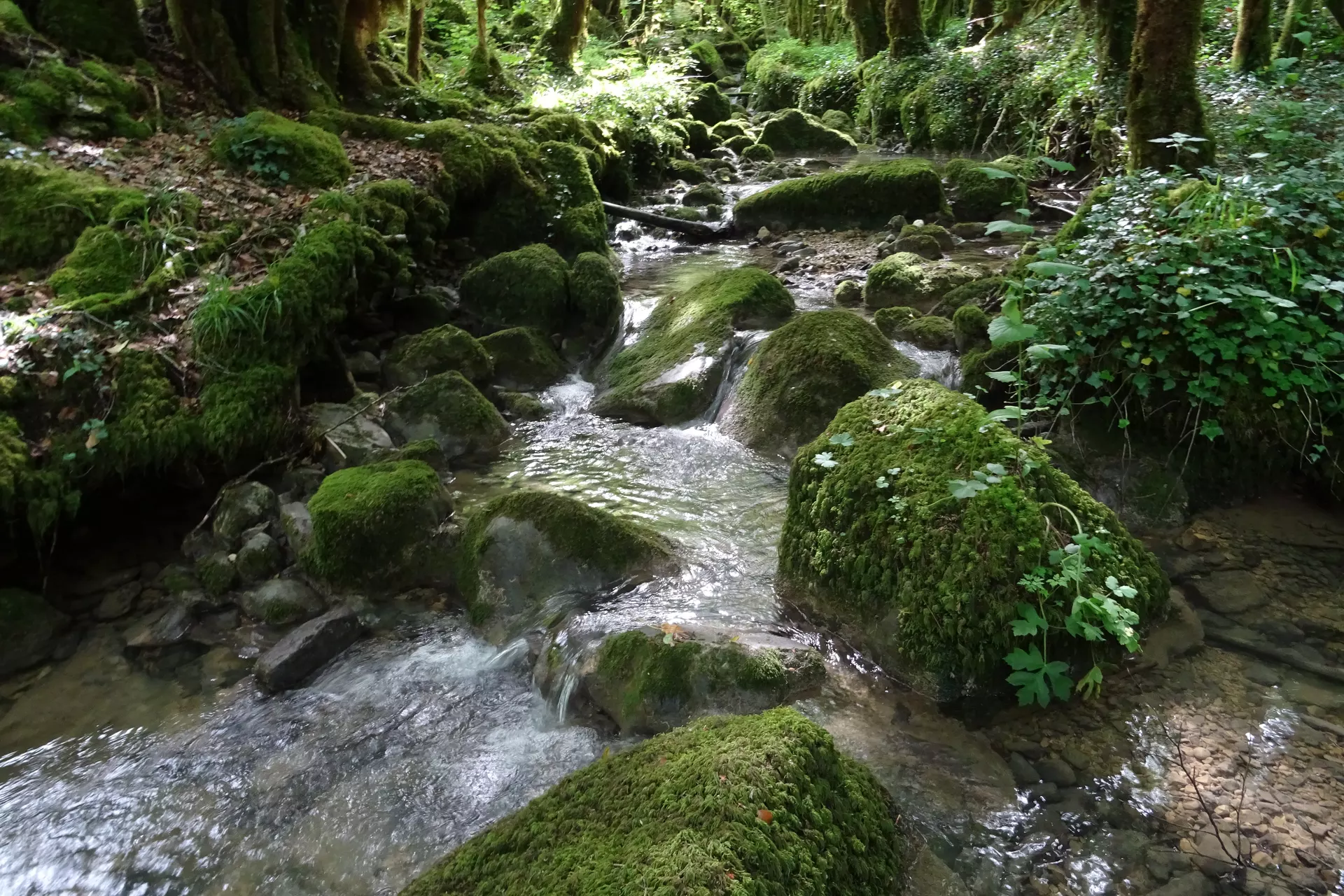 6a267fc307b5b_DSC02232.webp
