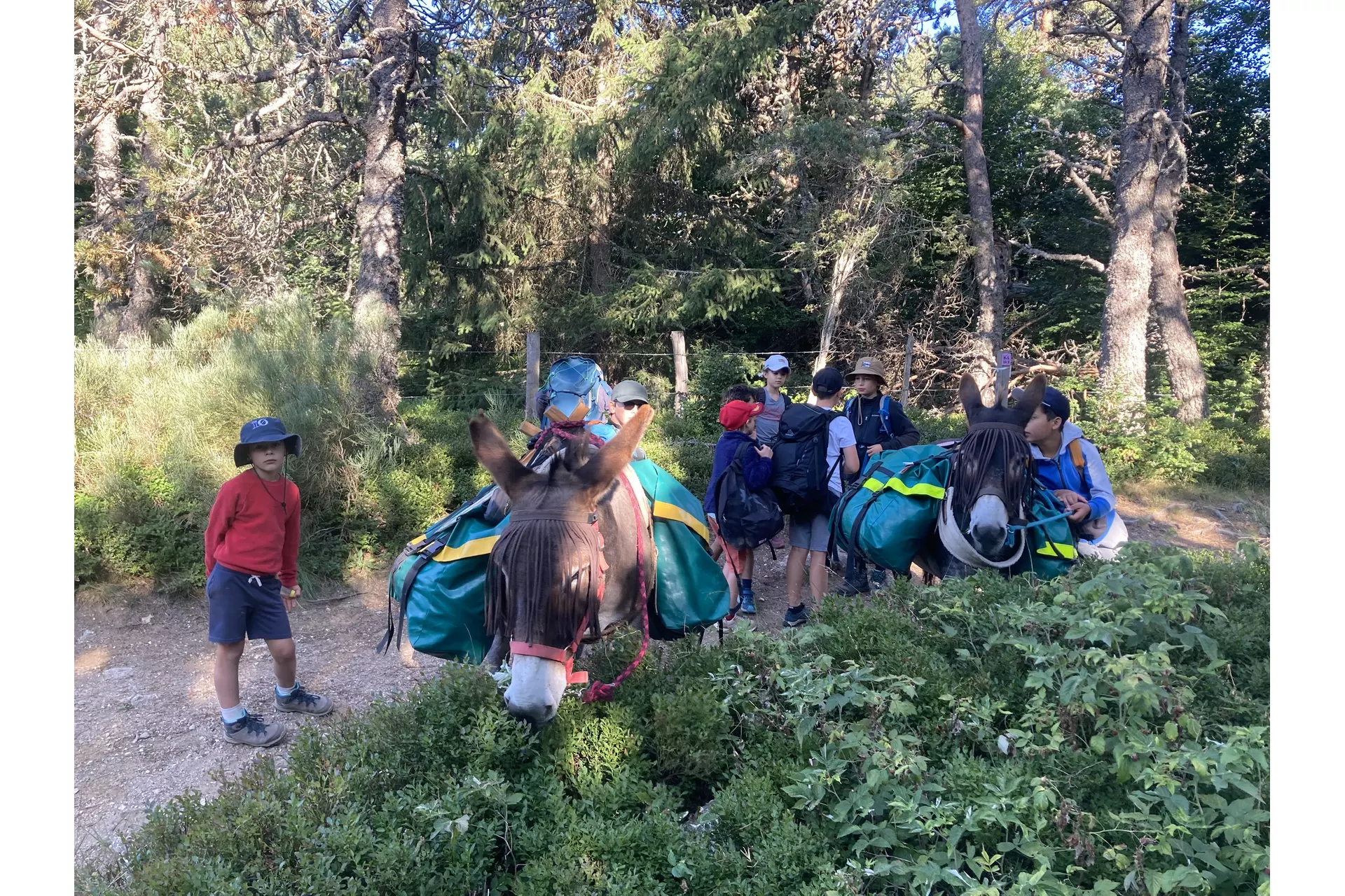 Sur les chemins de Lozère avec 2 ânes