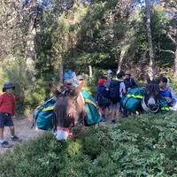 Sur les chemins de Lozère avec 2 ânes