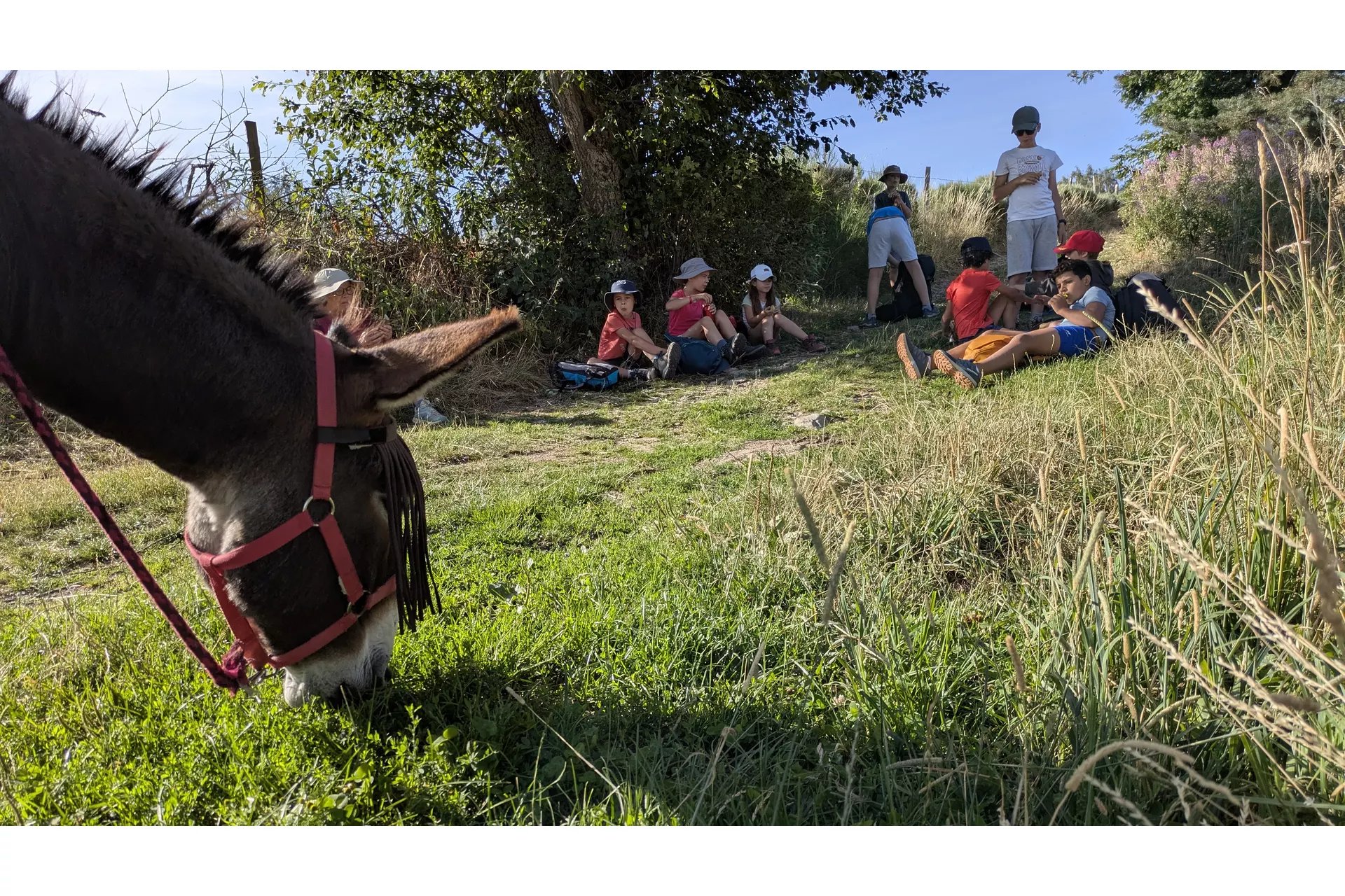 Sur les chemins de Lozère avec 2 ânes